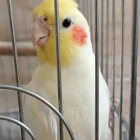 طوطی عروس