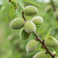 نهال گردوی پربار شروع درآمد میلیونی از باغ شما|خدمات باغبانی و درختکاری|تاکستان, |دیوار