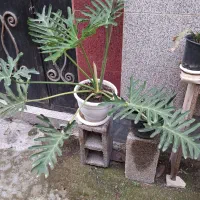 گل وگیاه طبیعی