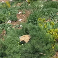 یونجه      ( لو ) چنور  ، کما