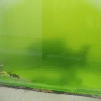 ماهی گوشتخوار بزرگ