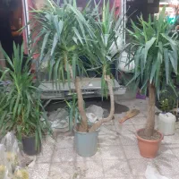 یوکا تنه دار ۲ متری|گل و گیاه طبیعی|قم, شهرک فاطمیه|دیوار