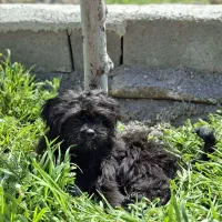 سگ شتیزو مالتیز