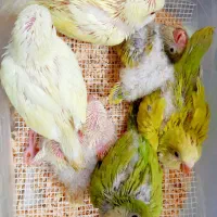 راهب. گرینجیک. جوجه سرلاکی