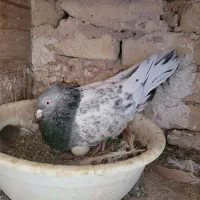 یک جفت کله سبز|پرنده|تربت‌حیدریه, حسنی بالا|دیوار