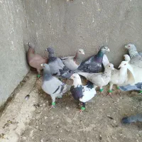 سلام ارادت کفتر قلدور