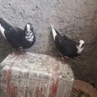 جفت پلنگ