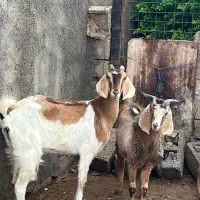 فروش ۴بز صالح و تیشتر پلنگی پاکستایل اصل