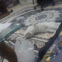 گربه پرشین|گربه|اهواز, فاز ۲ پادادشهر|دیوار