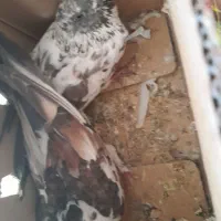 کفتر