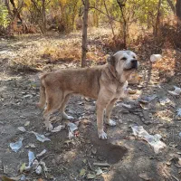 سگ پژدر سفت|سگ|قدس, شهرک دانش|دیوار