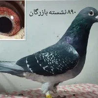 کبوتر مسافتی نشسته و شناسنامه دار