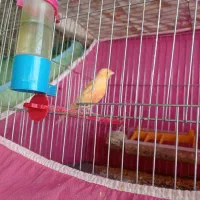 قناری رسمی|پرنده|بروجن, |دیوار