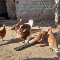 مرغ و بوقلمون