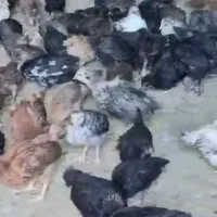 فروش جوجه جهادی ۳۵ روزه درجه ۱|حیوانات مزرعه|مرودشت, محمد آباد|دیوار