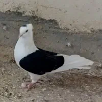 گمشده