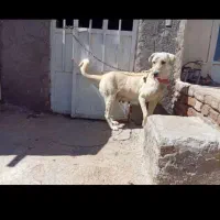 سگ پژدر