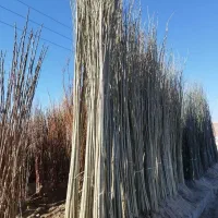 نهال نیگرای ترکیه و کبوده با ضمانت و فاکتور رسمی