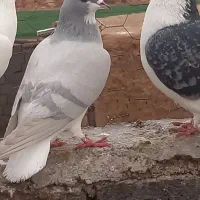 کبوتر|پرنده|اسفراین, |دیوار