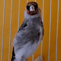 یه عدد سهره ماده خیلی آماده