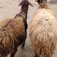 دو راس بره شیشک