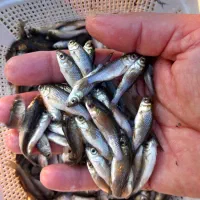 کارگر ساده پرورش ماهی