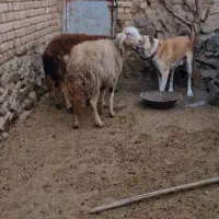 دوراس میش پلنگی|حیوانات مزرعه|بروجرد, |دیوار