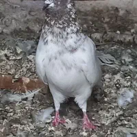 کبوتر|پرنده|مشگین شهر, |دیوار