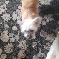 نژاد تریر|سگ|تهران, سلسبیل جنوبی|دیوار