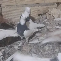 ۳جفت جفگاه