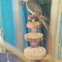 عروس هلندی|پرنده|شیراز, ارم|دیوار