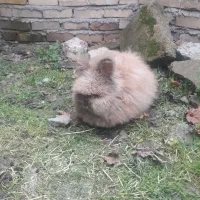 خرگوش|موش و خرگوش|گنبد کاووس, |دیوار