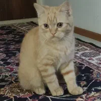 بچه‌گربه ناز و عروسکی (میکس اسکاتیش بریتیش)