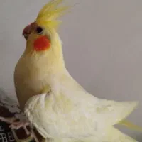 عروس هلندی آلبینو