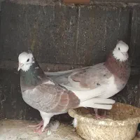 کبوتر پرشی|پرنده|گرگان, |دیوار