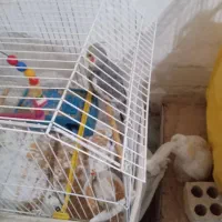 ۲عددعروس هلندی با تخم و ۱ عدد عروس هلندی دستی اهلی