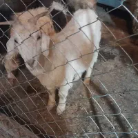 بزغاله ماده