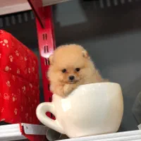 پامرانین خرسی|سگ|تهران, ازگل|دیوار