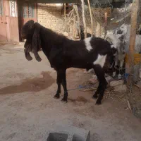 گوسفند|حیوانات مزرعه|سراوان, |دیوار