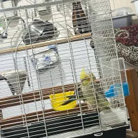 فروش فوری عروس هلندی بالغ ۸ ماهه|پرنده|بندر انزلی, معلم|دیوار