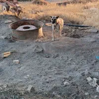 سگ گرگی|سگ|بهار, |دیوار