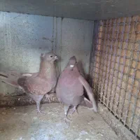 کبوتر|پرنده|اصفهان, خانه اصفهان|دیوار