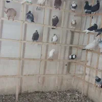 کبوتر پرنده