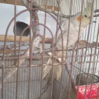 عروس هلندی ماده روی ۵ تخم|پرنده|یاسوج, |دیوار