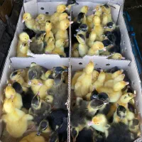 اردک پکنی یک روزه