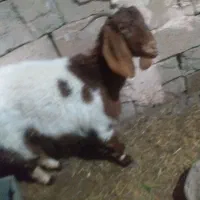 بز جوان|حیوانات مزرعه|سبزوار, رباط|دیوار