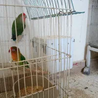 مولد طوطی برزیلی
