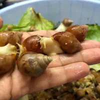 حلزون آچاتینا