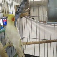 عروس هلندی