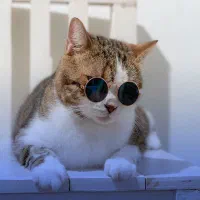 گربه پیدا شده